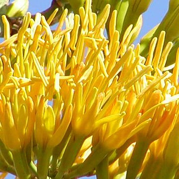 Agave eggersiana unspecified picture