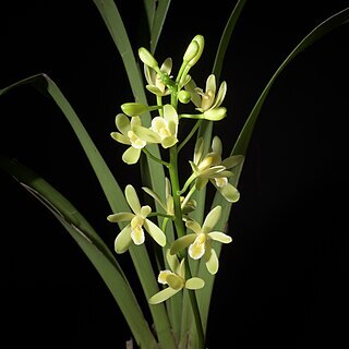 Cymbidium chloranthum unspecified picture