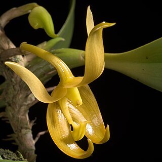 Bulbophyllum macranthoides unspecified picture