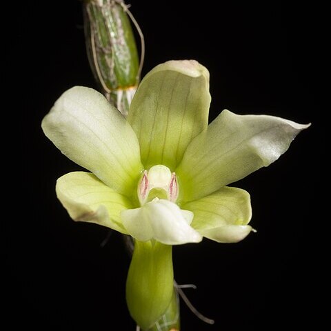 Dendrobium chameleon unspecified picture