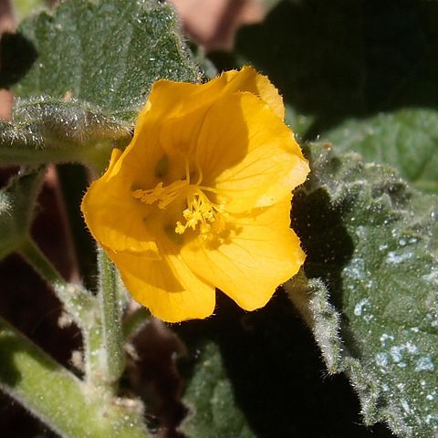 Abutilon parishii unspecified picture