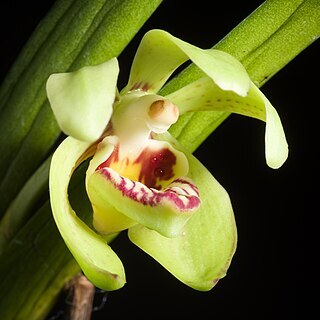 Vanda pumila unspecified picture