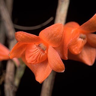 Dendrobium oreodoxa unspecified picture