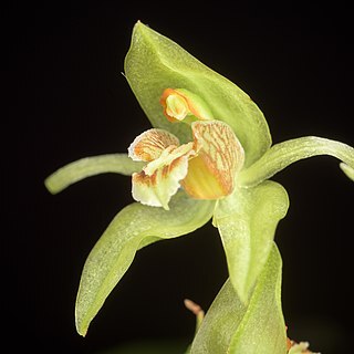 Coelogyne chlorophaea unspecified picture