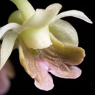 Dendrobium woodsii unspecified picture