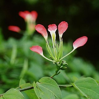 Bauhinia hildebrandtii unspecified picture