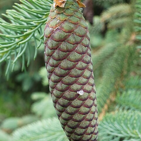 Picea likiangensis var. montigena unspecified picture