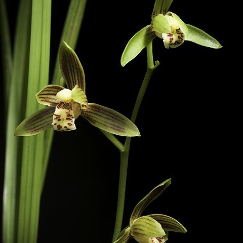 Cymbidium haematodes unspecified picture