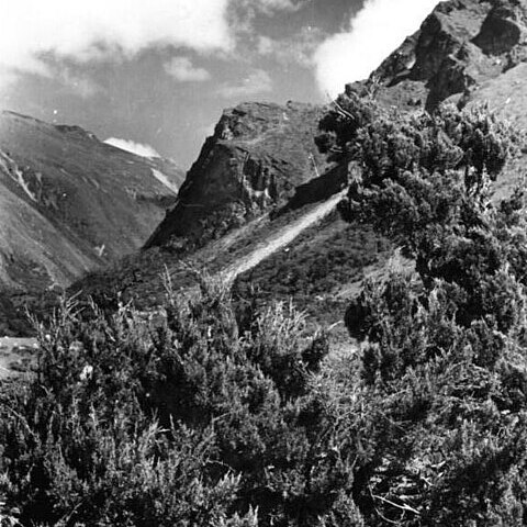 Juniperus tibetica unspecified picture