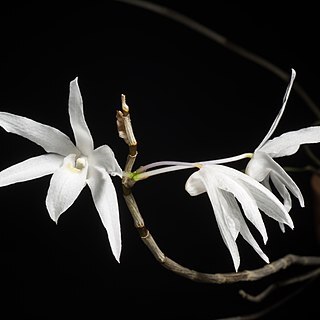 Dendrobium okinawense unspecified picture