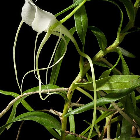 Angraecum germinyanum unspecified picture