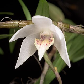 Dendrobium diffusum unspecified picture