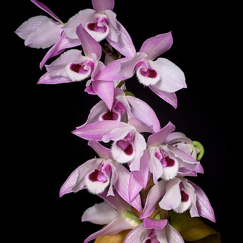 Dendrobium parishii unspecified picture