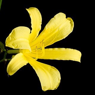 Hemerocallis citrina var. vespertina unspecified picture