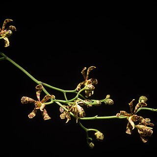 Trichoglottis luzonensis unspecified picture