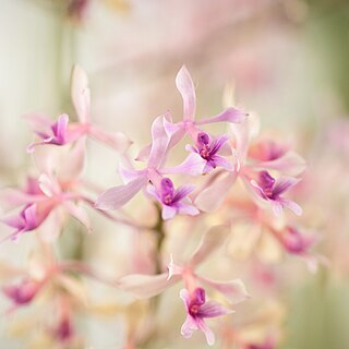 Epidendrum rondoniense unspecified picture