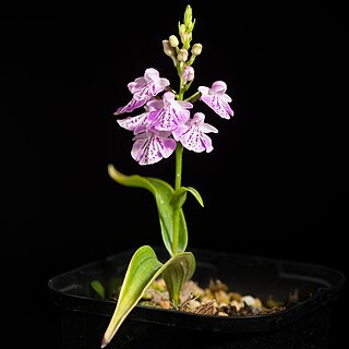 Ponerorchis graminifolia var. nigropunctata unspecified picture