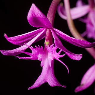 Epidendrum quitensium unspecified picture