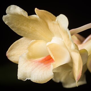 Dendrobium lampongense unspecified picture