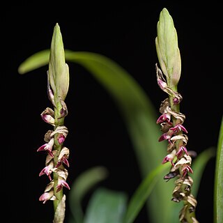 Bulbophyllum cochleatum var. bequaertii unspecified picture