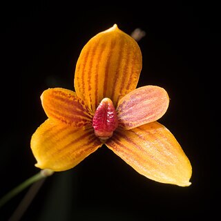 Bulbophyllum pardalotum unspecified picture