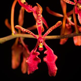 Renanthera philippinensis unspecified picture