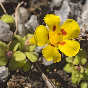 Erythranthe norrisii unspecified picture