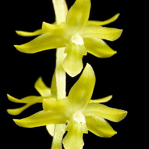 Dendrochilum kingii unspecified picture