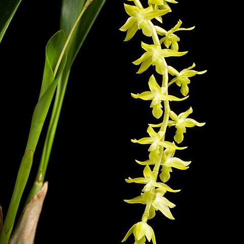 Dendrochilum kingii unspecified picture