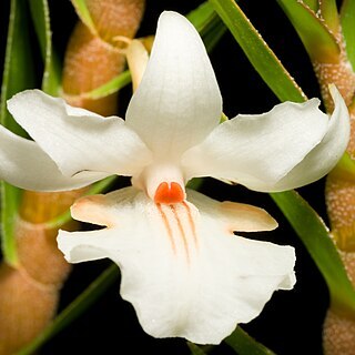 Dendrobium pachyanthum unspecified picture