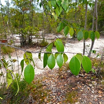 Parastemon unspecified picture