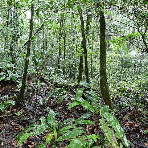 Spathiphyllum humboldtii unspecified picture