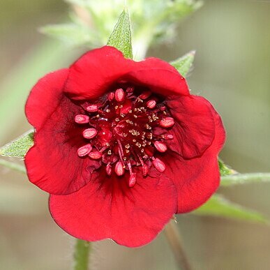 Potentilla thurberi unspecified picture