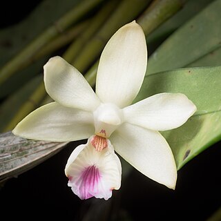 Dendrobium balzerianum unspecified picture