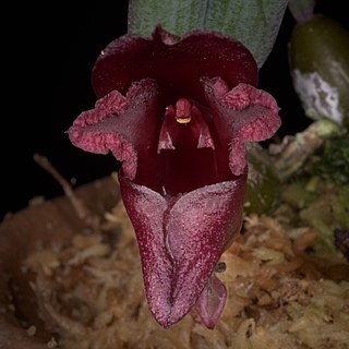 Bulbophyllum cruentum unspecified picture