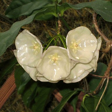 Hoya danumensis unspecified picture