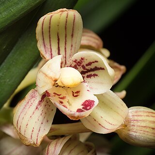 Cymbidium ensifolium unspecified picture