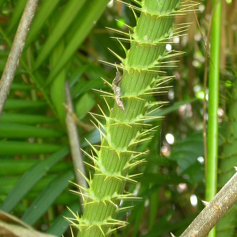 Calamus moti unspecified picture