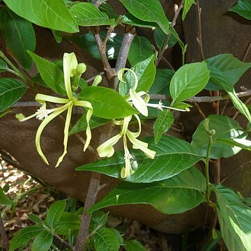 Turraea floribunda unspecified picture