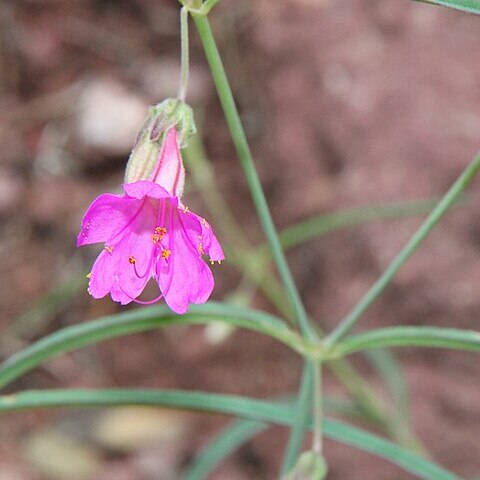 Mirabilis coccinea unspecified picture