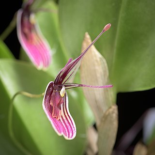 Restrepia purpurea unspecified picture