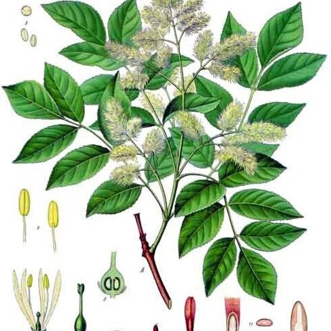 Fraxinus unspecified picture