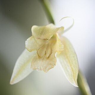 Coelogyne compressicaulis unspecified picture