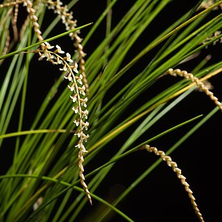 Dendrochilum tenellum unspecified picture