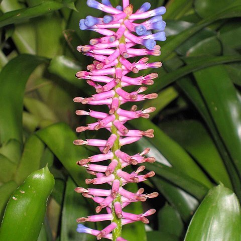 Billbergia euphemiae unspecified picture