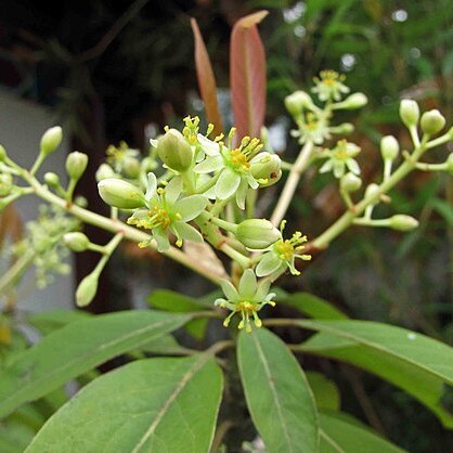 Machilus chinensis unspecified picture