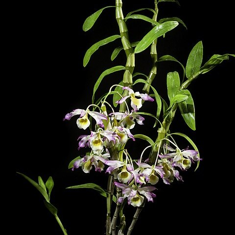 Dendrobium signatum unspecified picture