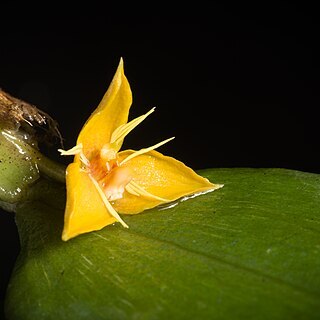 Bulbophyllum flavofimbriatum unspecified picture