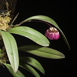 Bulbophyllum corolliferum unspecified picture