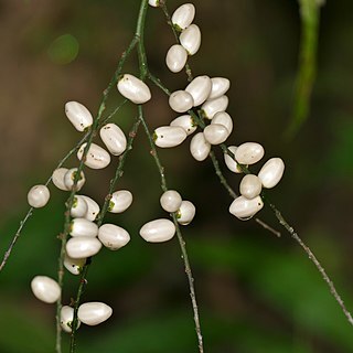 Iguanura melinauensis unspecified picture